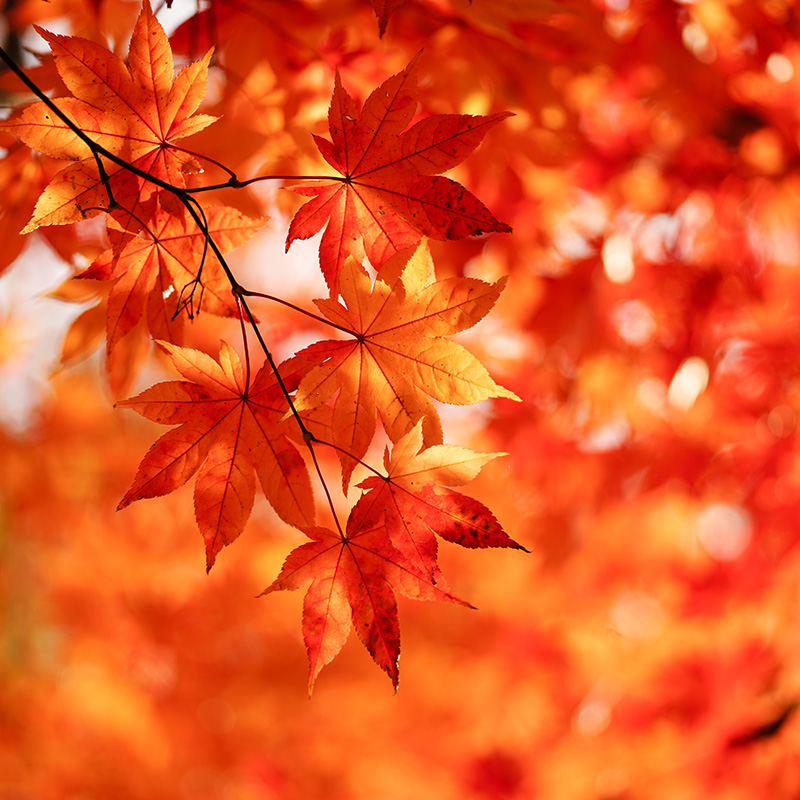 紅葉